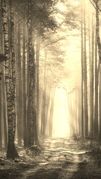 Szary + Sepia