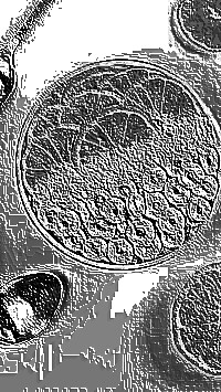 Skamielina