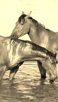 Szary + Sepia