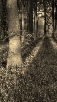 Szary + Sepia