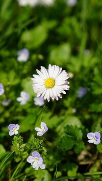 Oryginalny obrazek