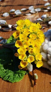 Oryginalny obrazek