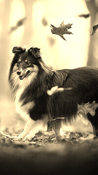 Sepia
