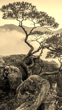 Szary + Sepia