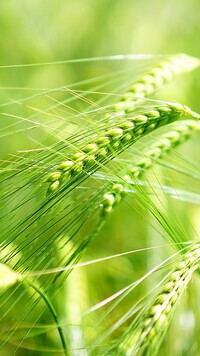 Oryginalny obrazek