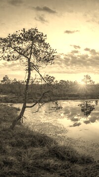 Sepia