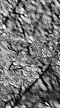 Skamielina