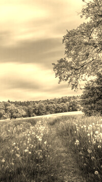 Sepia