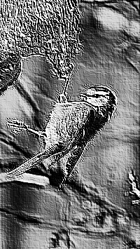 Skamielina