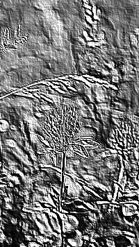Skamielina