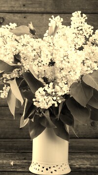 Szary + Sepia