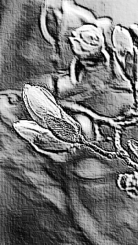 Skamielina