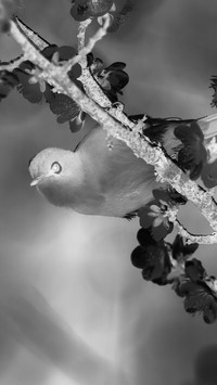 Szary + Negatyw