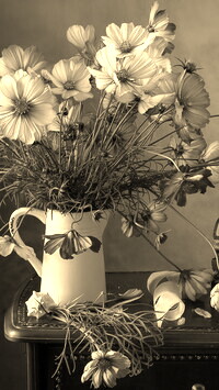 Szary + Sepia