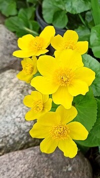 Oryginalny obrazek