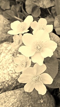 Szary + Sepia