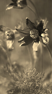Szary + Sepia