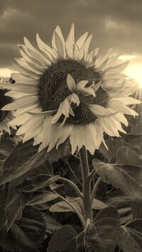 Szary + Sepia