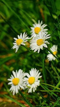 Oryginalny obrazek