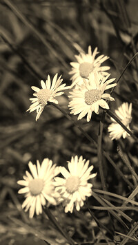 Szary + Sepia