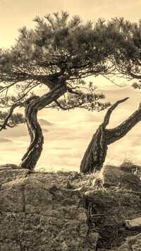 Szary + Sepia