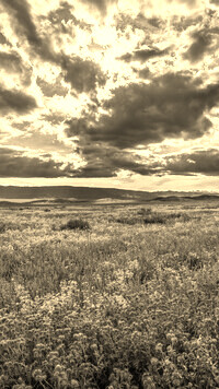Szary + Sepia