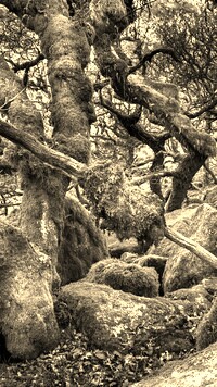 Szary + Sepia