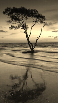 Sepia