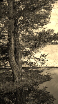 Sepia