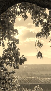 Sepia