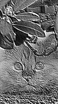 Skamielina