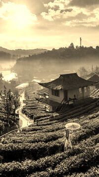 Szary + Sepia