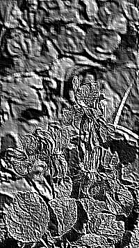 Skamielina
