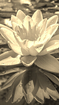 Sepia