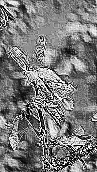 Skamielina