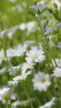 Oryginalny obrazek