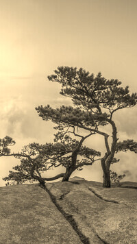 Szary + Sepia