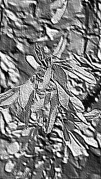 Skamielina