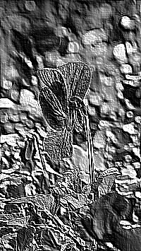 Skamielina