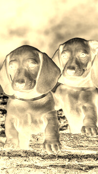 Sepia + Negatyw