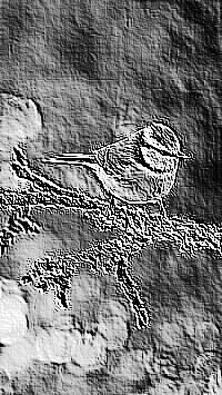 Skamielina