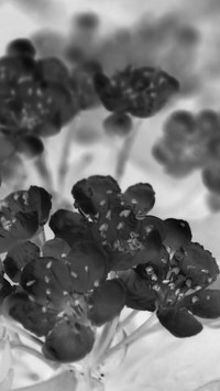 Szary + Negatyw