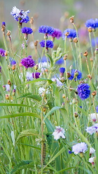 Oryginalny obrazek