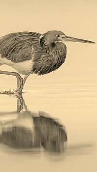 Szary + Sepia