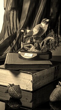 Szary + Sepia