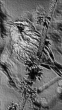 Skamielina