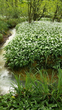 Oryginalny obrazek