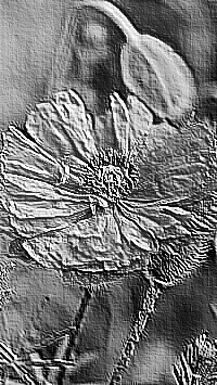 Skamielina