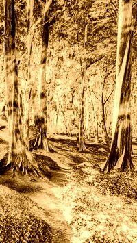 Sepia + Negatyw