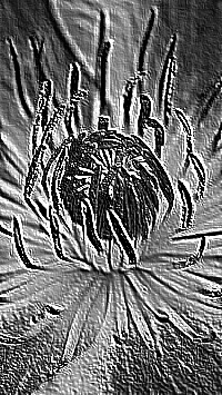 Skamielina